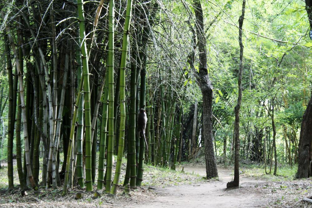 Cauvery Nisargadhama (14).jpg